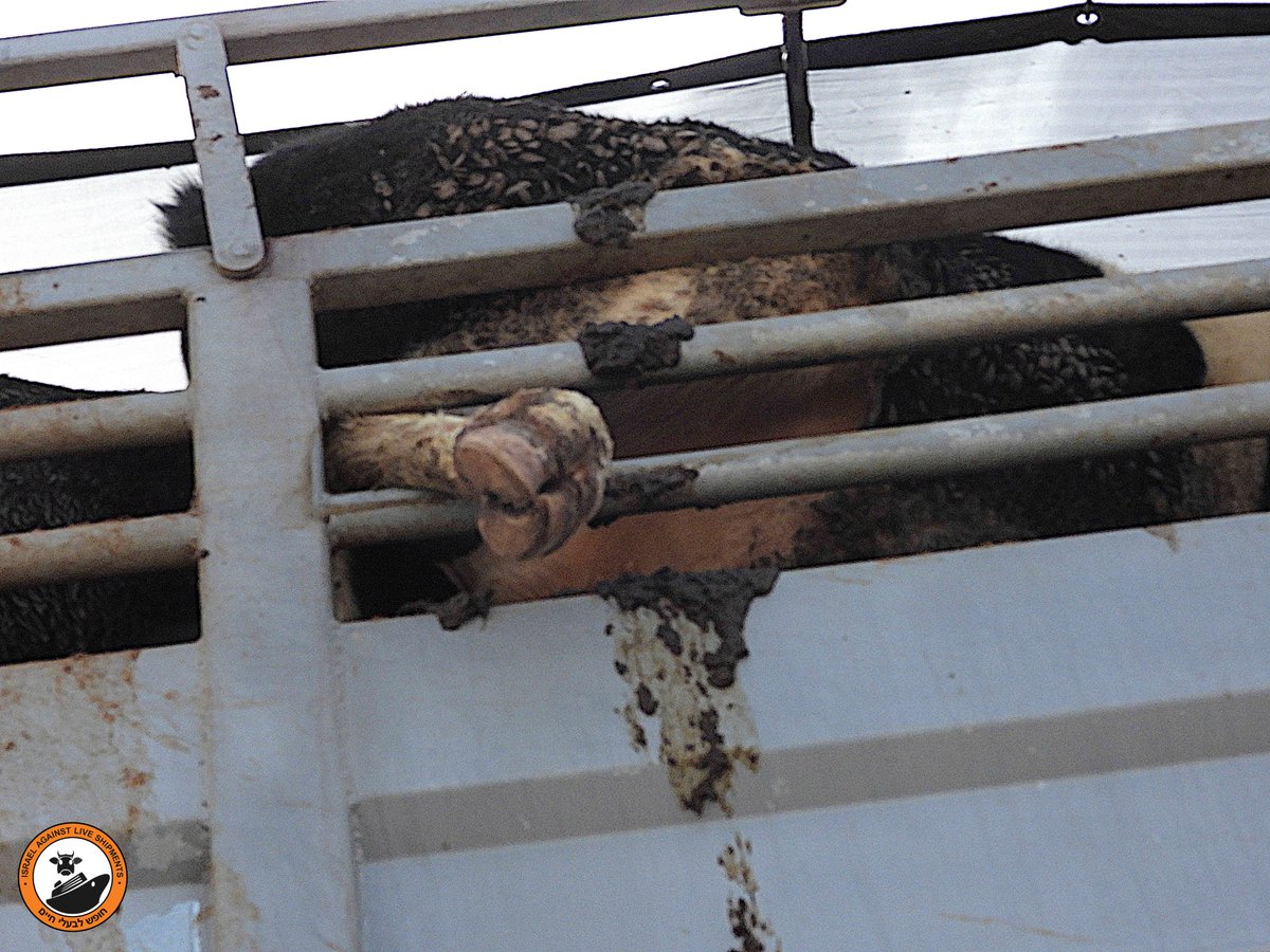 ethicalfarmIE's tweet photo. We have received some footage from the shipment that arrived in Israel last week. Does this look like suitable transport for cattle @McConalogue? The poor bulls spent 10 days crossy choppy seas to be transported like this. Cruel &amp; unnecessary #BanLiveExports 
@BanLivExport_IL https://t.co/lOqsgwl7il