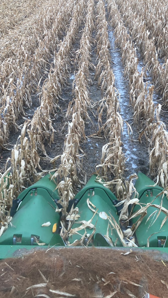 Heavy clay.   No tile.  5 inches of rain at 2 leaf corn and another 3 inches a week later.  For a total of 23 inches from 1st rain in June till September 1.    This what ya get.   Worst corn in my career