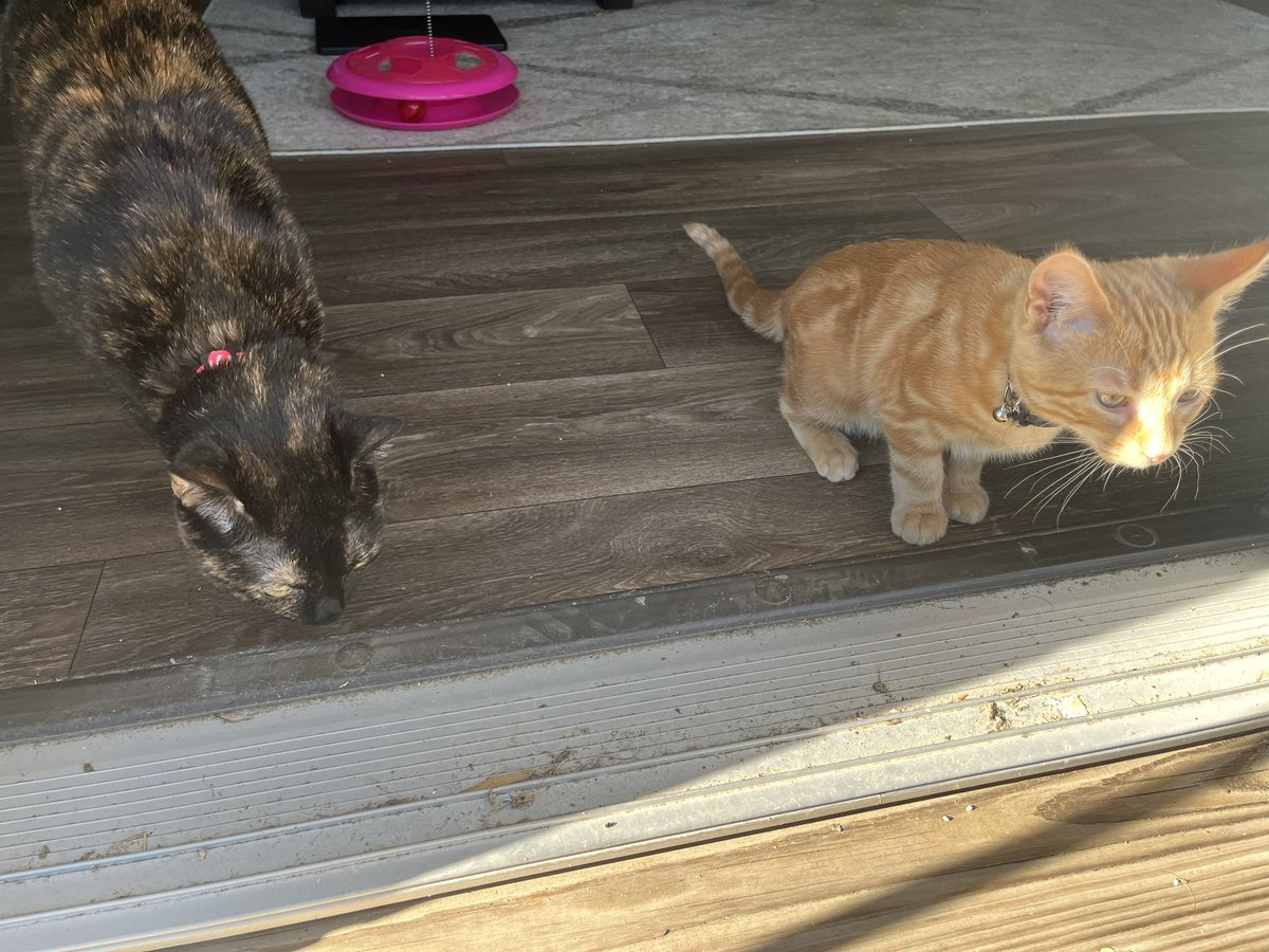 SynnnM8's tweet photo. Sage and Omen living their best lives https://t.co/OOVib5TRSf