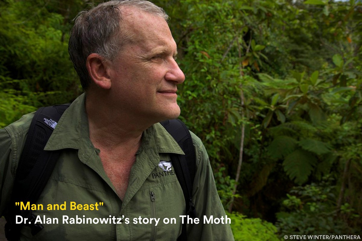 Panthera Co-Founder Dr. Alan Rabinowitz's paved the path for jaguar conservation. Hear his story, 'Man and Beast', airing on this week's @TheMoth Radio Hour, 'Creatures Great and Small.' Listen through Dec. 4 and find air times here: themoth.org/radio-hour#lis…