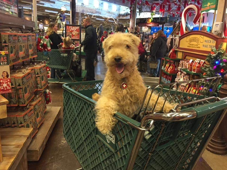 I miss taking Lucy to Basspro for Black Friday shopping. She loved going to Basspro. here she is in 2014. Happy Lucy. <a href="/BassProShops/">Bass Pro Shops</a> #basspro