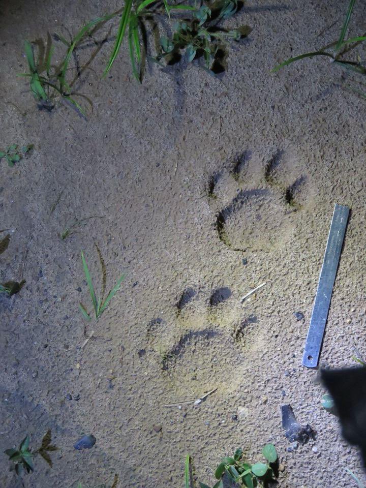 Biodiversa Colombia tweet media