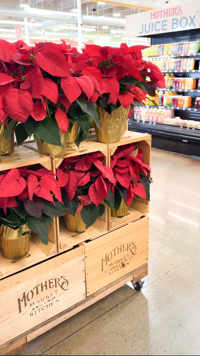 Poinsettias are in full bloom at #mothersmarket ❤️
