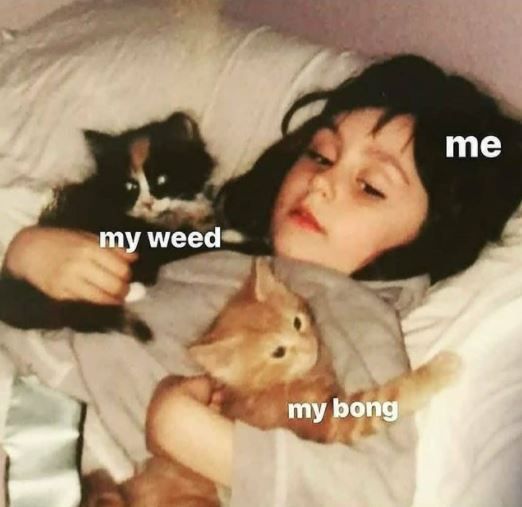 GeniusPothead's tweet image. My happy place