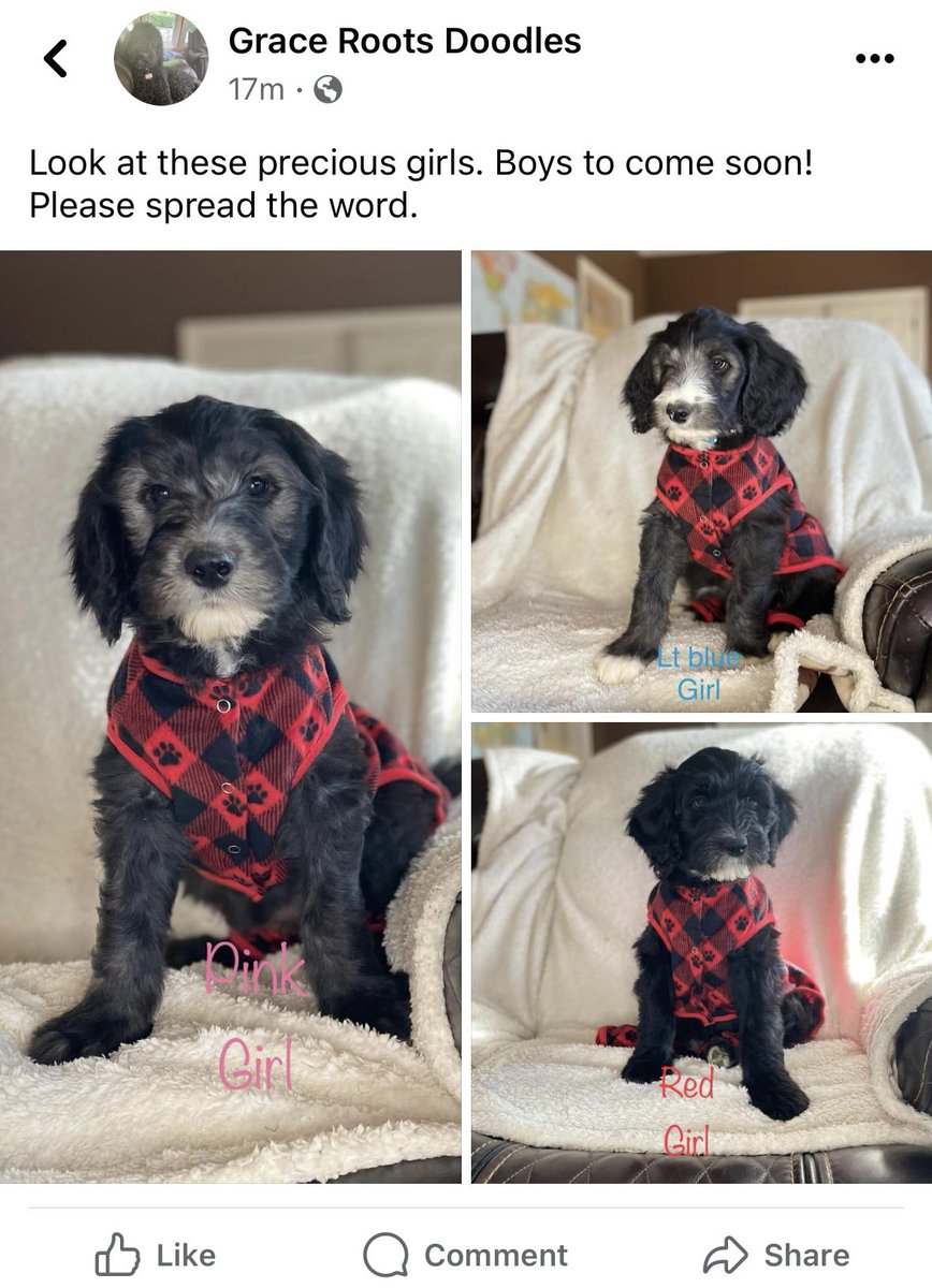 TreyBarrett's tweet image. Have a few Sheepadoodle puppies available. Atlanta, GA area. Feel free to share/repost. #sheepadoodle
#sheepadoodles #puppies