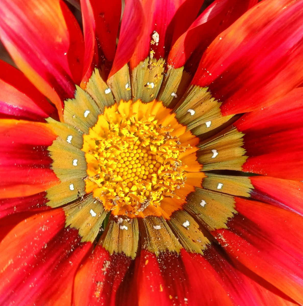 cyanblueseas's tweet image. Centre 🌼

#flowersofinstagram #centre #inthemiddle #redorangeyellow #wheretheskymeetstheland 

instagram.com/p/C0O-gCZNohf/