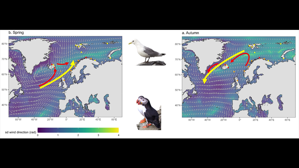 Une étude publiée dans Ecography pilotée par Françoise Amélineau @ENSRennes et @Ecobio_Rennes s'intéresse à l’utilisation des vents lors de la migration par 2 espèces d'oiseaux de mer (mouettes tridactyles & macareux moines) cc @CNRSecologie @CNRS_dr17 🪽 osur.univ-rennes.fr/actualites/mou…