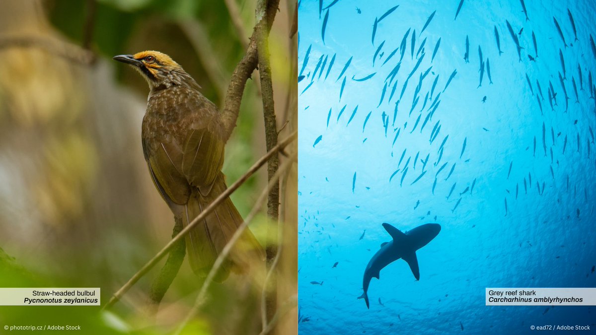 #CITESnews 🗞️ | One year after CoP19, the CITES Appendix listings for sharks and straw-headed bulbul have come into effect Full article ➡️ cites.org/eng/news/delay…