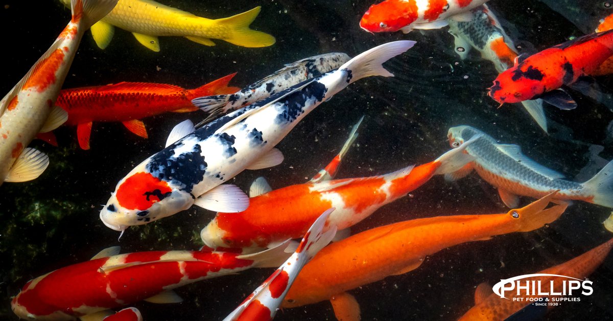 PhillipsPetFood's tweet photo. Dive into the world of serene koi care with premium supplies from your local pet shop! Transform your pond into a haven for these graceful fish with quality food, aquatic plants, and expert advice. #KoiCare #LocalPetShop #WildWednesday #PhillipsPetFood https://t.co/8lnABtsEaQ