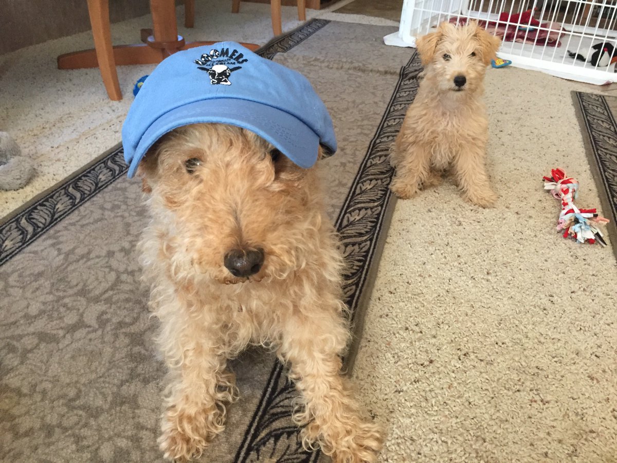 Lucy with puppy Ruby in 2016 on a RV trip to Traverse City, Michigan <a href="/PureMichigan/">Pure Michigan</a> #michigan #moomers <a href="/MoomersIceCream/">Moomers Homemade Ice Cream</a>