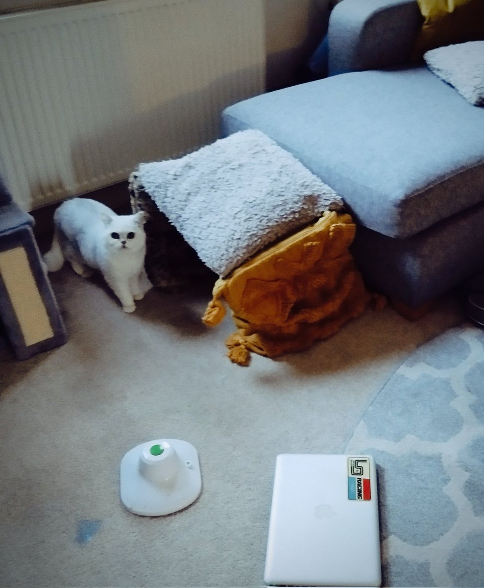 SoulUndergrnd's tweet photo. I made our cat the shittest sofa/cushion fort you're likely to see. Yes I'm easily distracted. #CatsOfTwitter
#cat #CatFort #cushionfort https://t.co/0b09wKwrIL