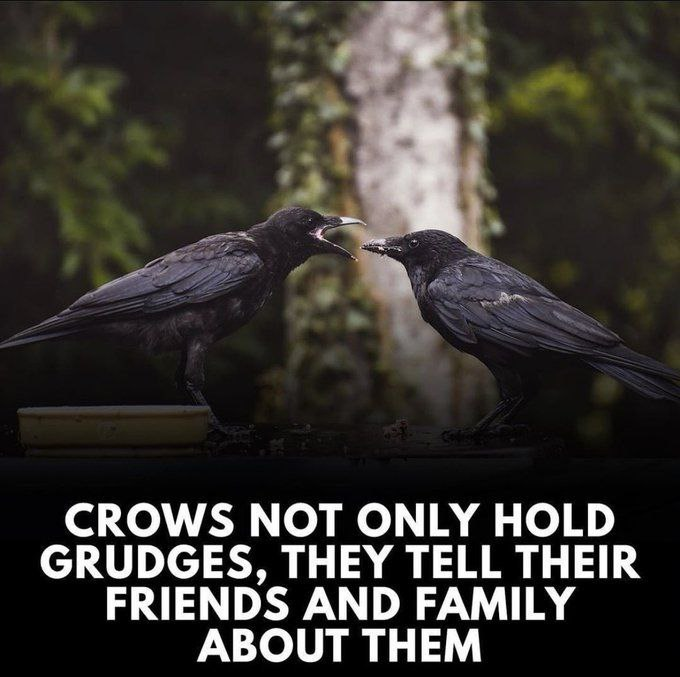 Corvids Daily tweet media