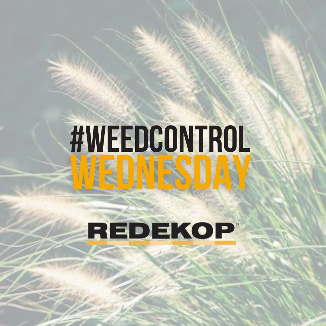 #WeedControl Wednesday tip: adding perennial forages in a crop rotation can deplete the soil seed bank of annual weeds with a short viability in the soil, like kochia and grassy weeds including wild oats and green foxtail.