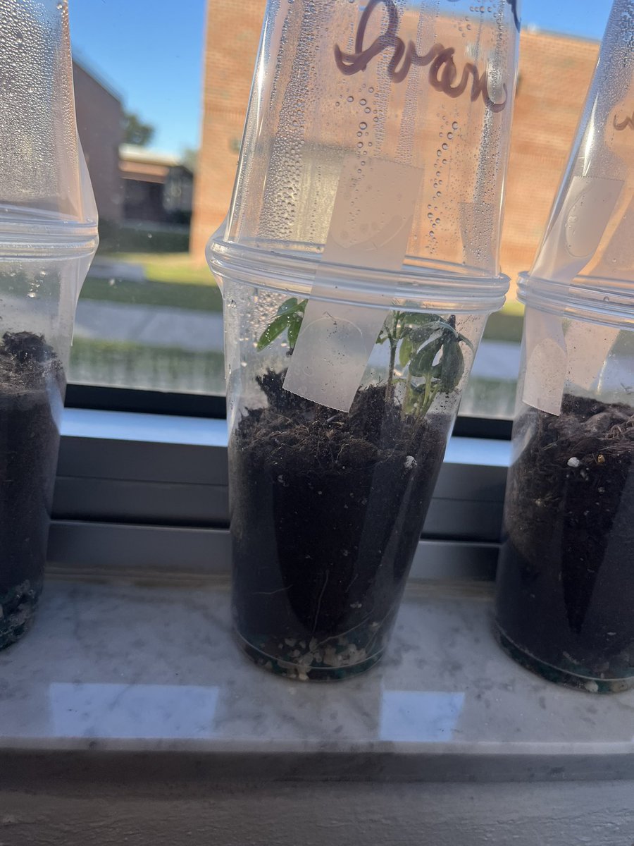 Ms. Albert’s 2nd grade class Long-term investigation “Under the Dome” is in view for the school to see.  Each terrarium has the same amount of water, soil, dirt, and same amount of seeds. cups.  Different seeds used.  <a href="/WeAreHAEST/">HAEST</a>  <a href="/HillsboroughSch/">Hillsborough Schools</a>  <a href="/HcpsYates/">Yates Elementary School</a>  <a href="/HCPSElemScience/">HCPSElemScience</a>