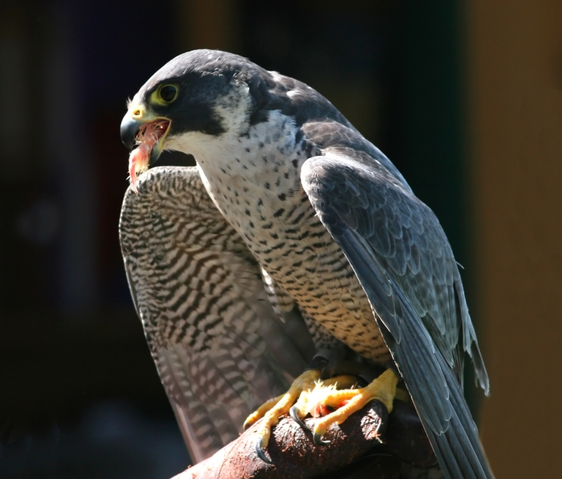 🦅🖊️🏊‍♂️ This Saturday evening in #Rochford join <a href="/jjosmith1/">Jos Smith</a>, <a href="/patrick_barkham/">Patrick Barkham</a>, Hetty Saunders &amp; Tim Burrow  for an evening exploring nature writing, local distinctiveness &amp; environmental activism as part of the Orchard programme.

🎟️ bit.ly/49ZiYPt

📸 Ken Billington