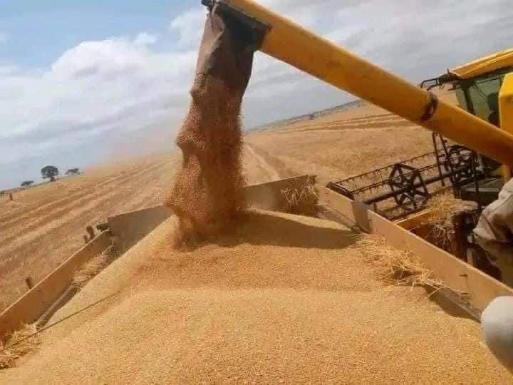 The Future of Ethiopia: agriculture transformation I’m really proud of our true patriots: farmers, development agents and leadership at all levels!!! We are harvesting!!! Thank God!!!