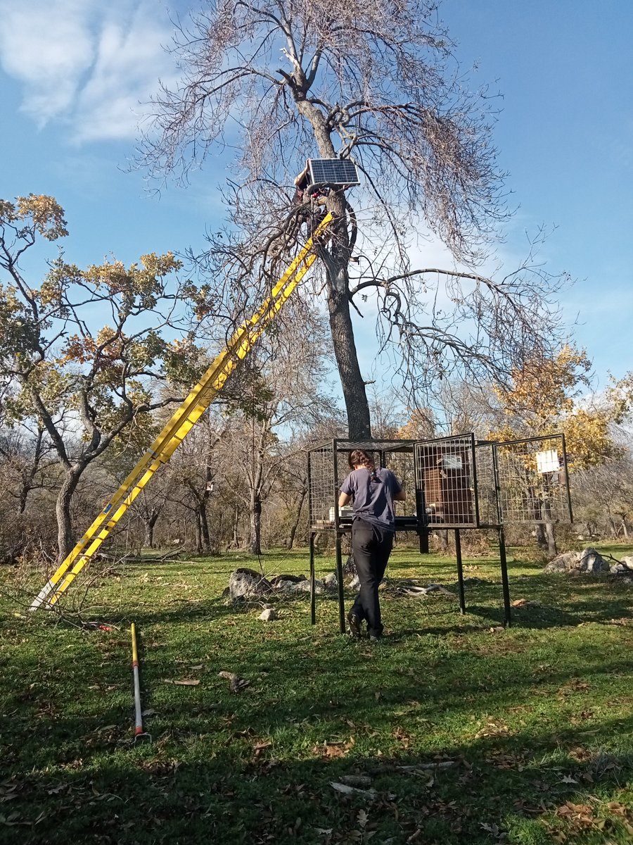 Roger Fusté i Mach tweet media