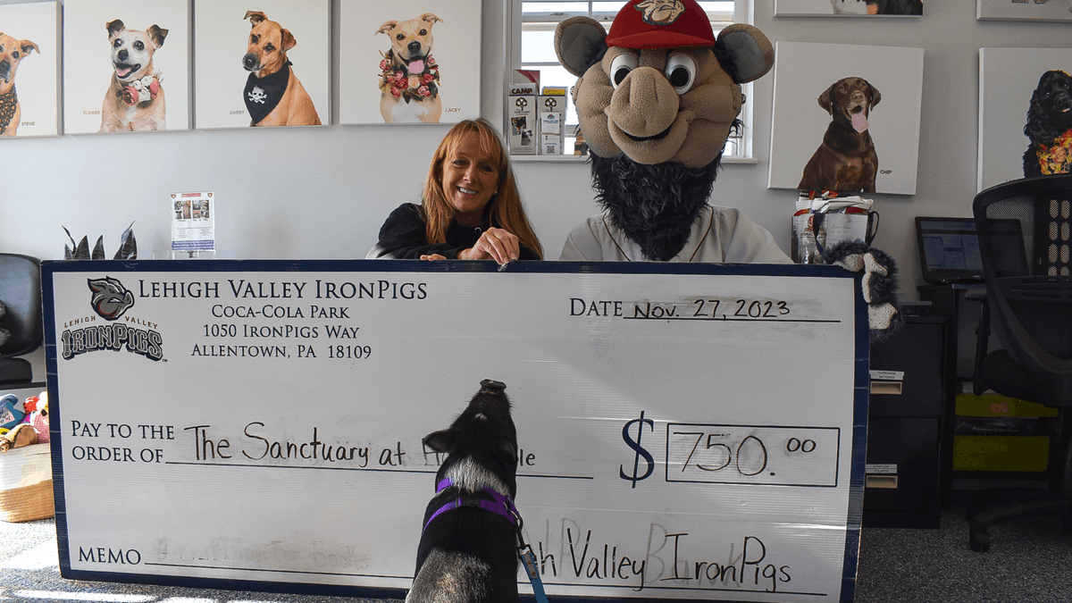 The @IronPigs have donated $750 towards the care of Snoop Hogg, a pig found wandering the streets of Philadelphia. bit.ly/3uCTtDw