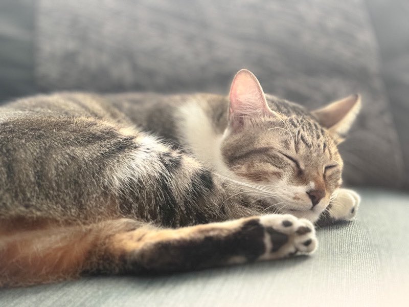 speedbug4859's tweet image. 很愛跑來沙發度辜