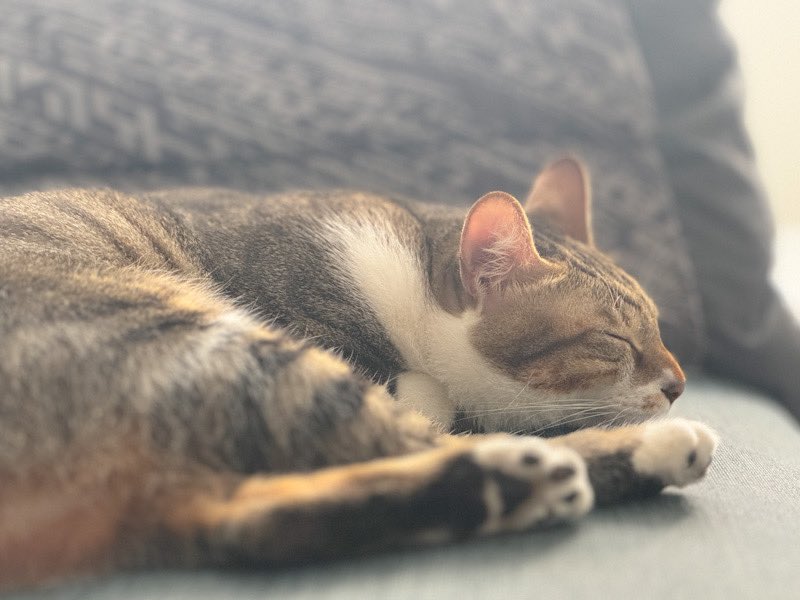 speedbug4859's tweet image. 很愛跑來沙發度辜