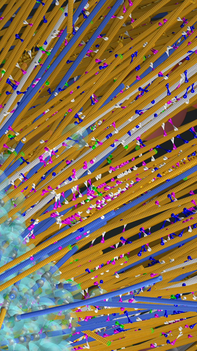 We estimated that mitotic spindles in Arabidopsis roots are made from ~2000 microtubules. #cytosim