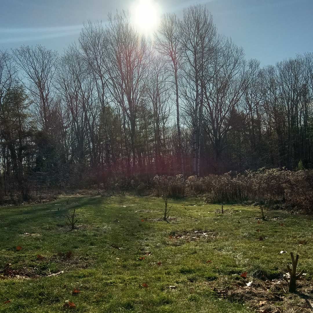 Coldest temperature yet this fall last night, dropped down to 20 with a chilly northwest wind.

Hemp field looks lonely, doesn't it?

Winter's a-comin'.

#organichemp #cbd #mainefarm #organiccbd #regenerativefarming #sustainableagriculture #growinghemp