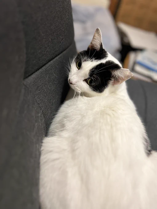 見返り猫。 猫の可愛さより毛だらけの座椅子が気になる私。 寝ましょう。