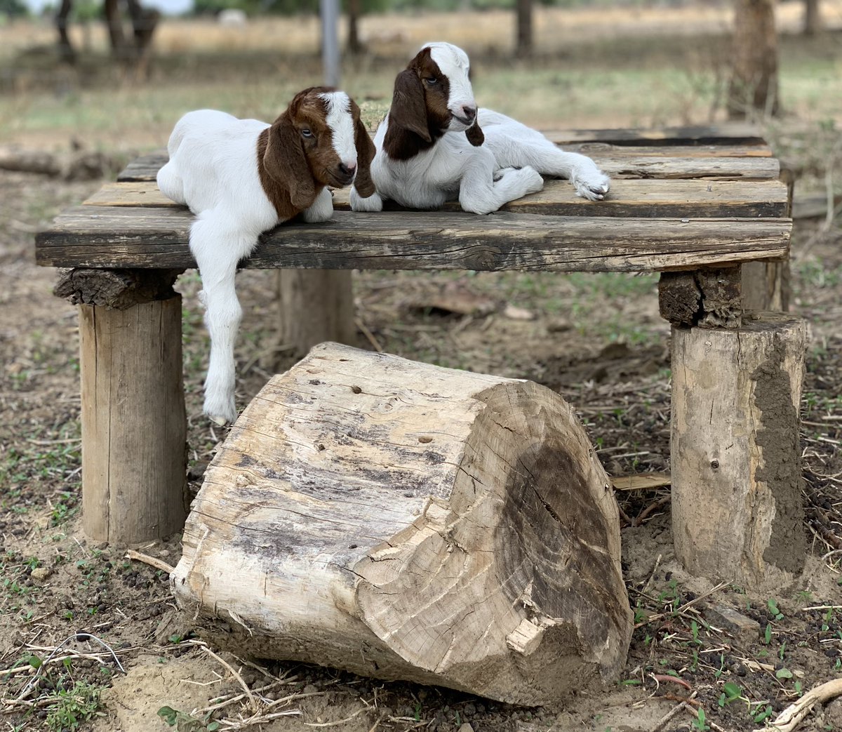 BushCertified's tweet photo. Another successful lambing season in the bag!🤠 https://t.co/XDxnpa1Rn3