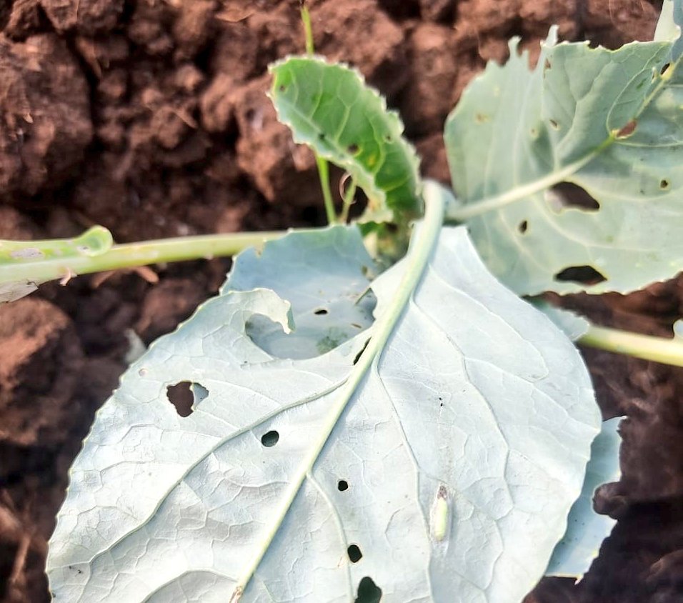 Sudhans10401496's tweet photo. Diamond back moth infestation in #Cauliflower. first instar larvae mines the leaf, and thereafter feed on the lower surface of the leaf.
(2nd pic)Pupation occurs in a loose silk cocoon, on the lower or outer leaves or in the florets.
#insectpest @alabamaED
@UCDavisEntomolo https://t.co/Lp452RGr70