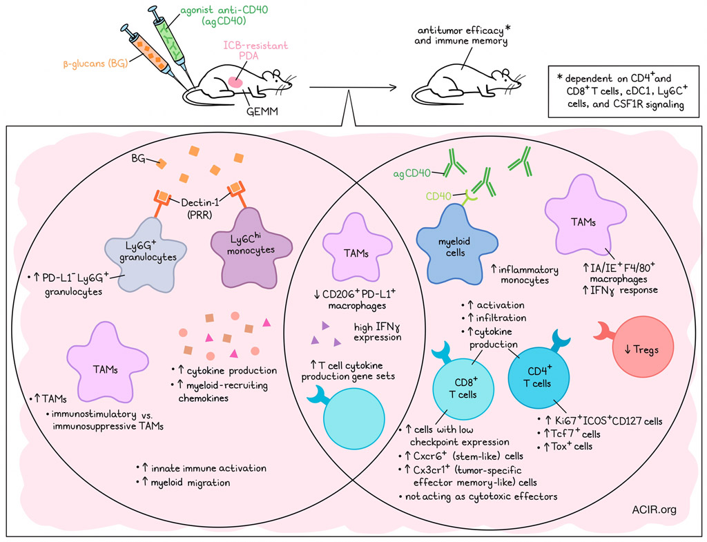 Targeting CD40 and Dectin-1 in tumoral macrophages in pancreatic cancer. Read our digest and interview with @mmwatt02 here 👉 bit.ly/3RkQVCF  @Penn_CBIO  @LabBeatty