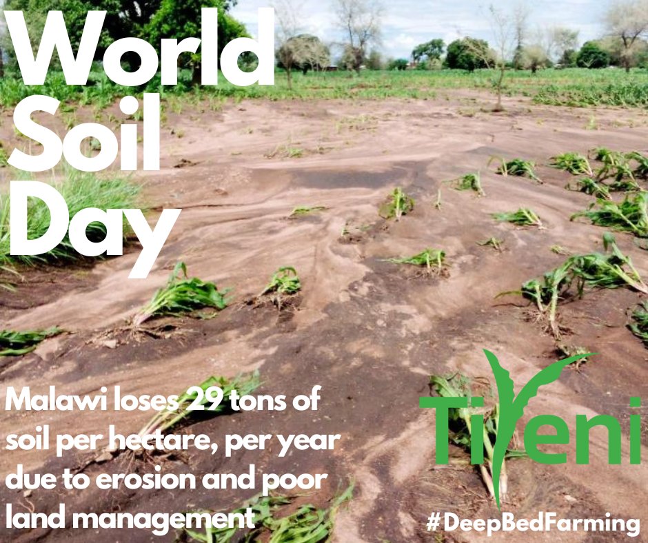 5th Dec is #WorldSoilDay. Globally #soils are in a critical state and yet we depend on them for everything.

Our #DeepBedFarming restores #soilhealth, harvests #rainwater, controls #soilerosion and doubles crops yields

#ActionOnSoil #ActionOnFood #COPsoil #foodsecurity