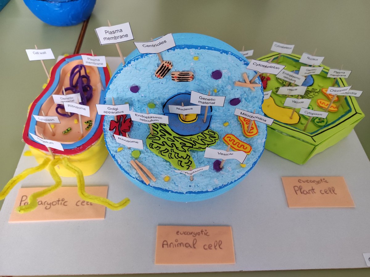 ernestocoy2's tweet photo. #ProfesBioGeo Maquetas de la célula realizadas por nuestro alumnado de 1°ESO en el IESO Pedanías Alta https://t.co/FEMWcreiBr