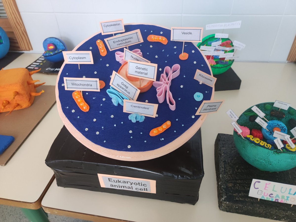 ernestocoy2's tweet photo. #ProfesBioGeo Maquetas de la célula realizadas por nuestro alumnado de 1°ESO en el IESO Pedanías Alta https://t.co/FEMWcreiBr