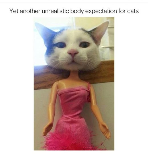 np_awesome's tweet photo. wow perfect body #cats #memecat #catlovers https://t.co/u82epgZ67s