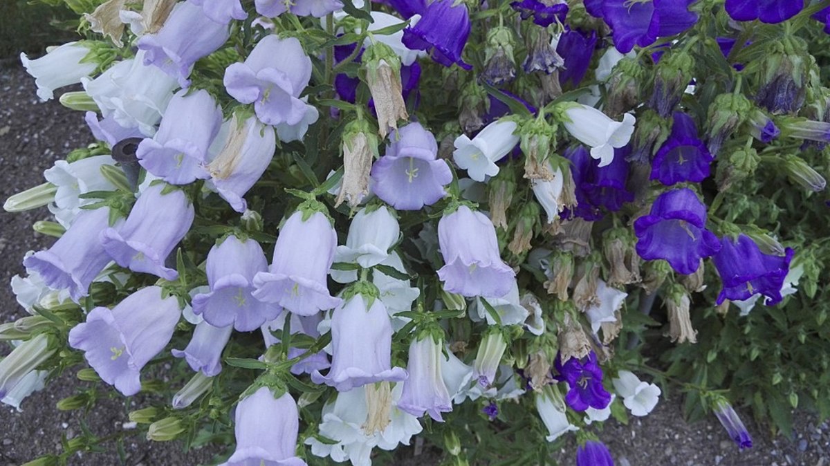 daily plants tweet media