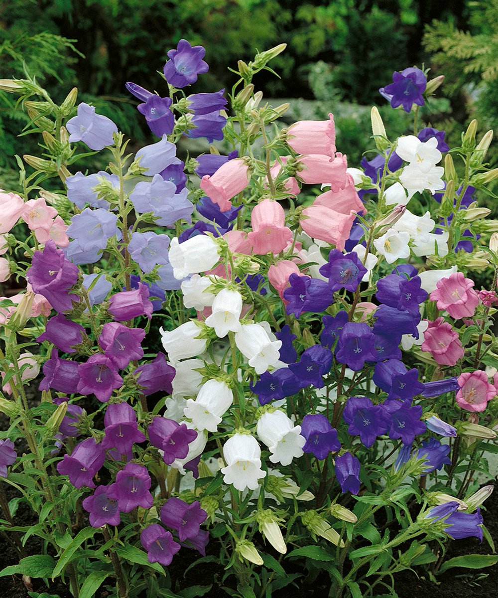 daily plants tweet media