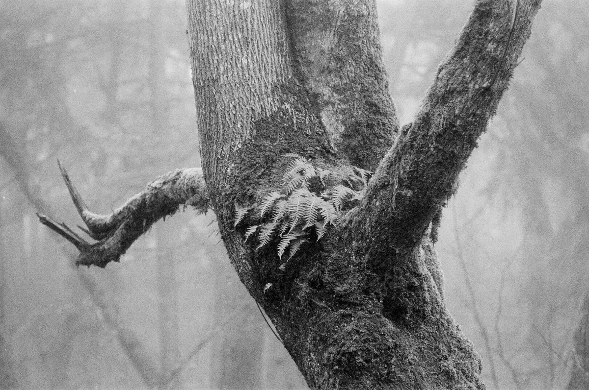 thinktk's tweet image. QT a picture with fog 
#tmax400 #believeinfilm