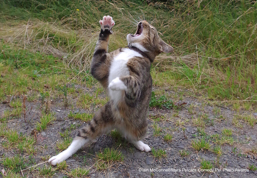 RoseRodriq64662's tweet photo. A cat stealing the show with some deep acting skills! 🎭🐾
😻 #CatActor #PurrfectionOnStage #FelineStar https://t.co/rmgCQsjuPw