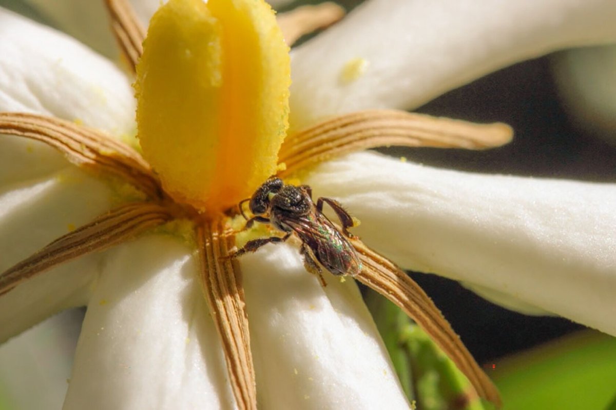 New from #RSOS: Sublethal doses of #insecticide reduce thermal tolerance of a stingless #bee and are not avoided in a resource choice test. Read the full paper: ow.ly/oPAx50QaM5y <a href="/holly_farnan_/">Holly Farnan</a> for 
<a href="/Lori_Lach/">Dr Lori Lach</a> <a href="/peteryeeles/">Peter Yeeles</a>