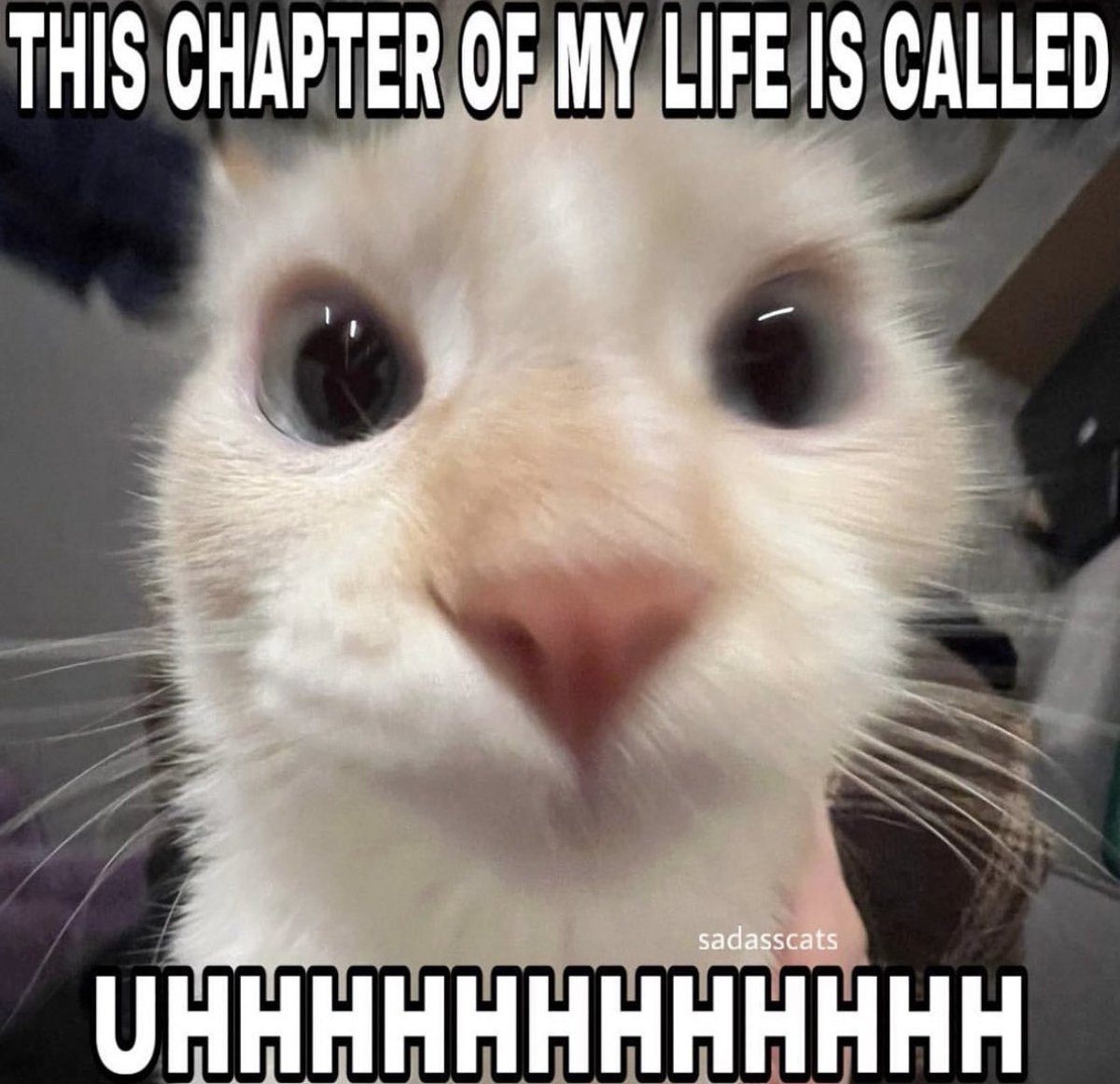 PostsOfCats's tweet photo. https://t.co/aVn1EbKwwg