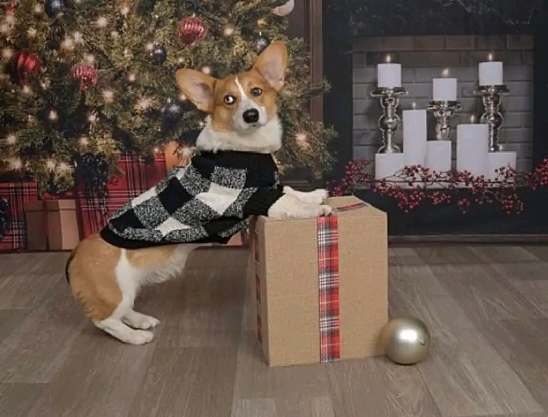 mycorgiunity tweet picture