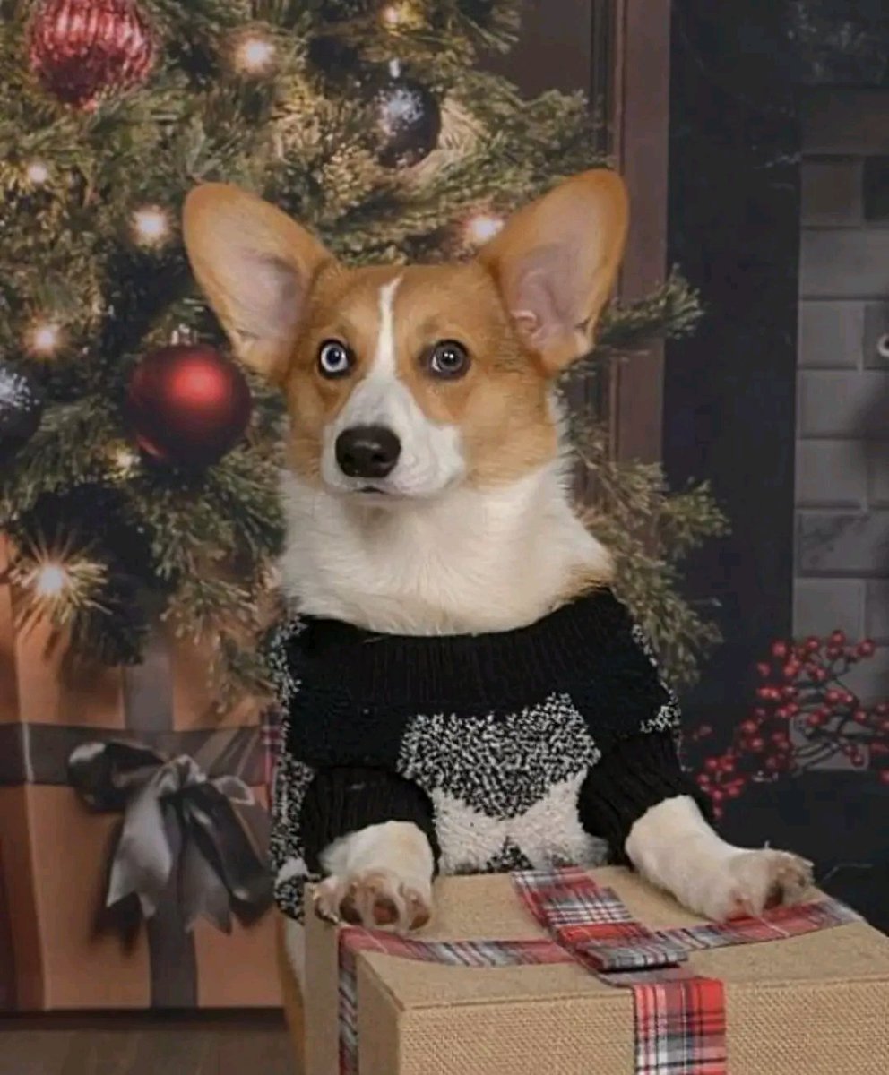 Merry Corgmas and Happy Holidays from our sweet Pepper Jack! 😁🥰