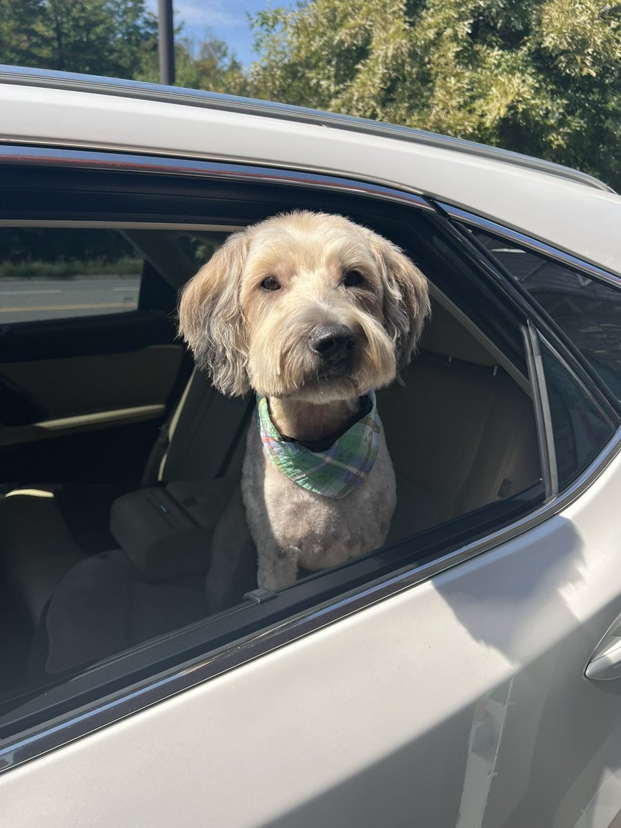 TREAT PLEASE! #WaggyWednesday! Treat the whole family to A&amp;W Bracebridge with free puppy treats in our drive thru when you get your delicious food. 🦴🍔 

Our drive thru is open 24/7!