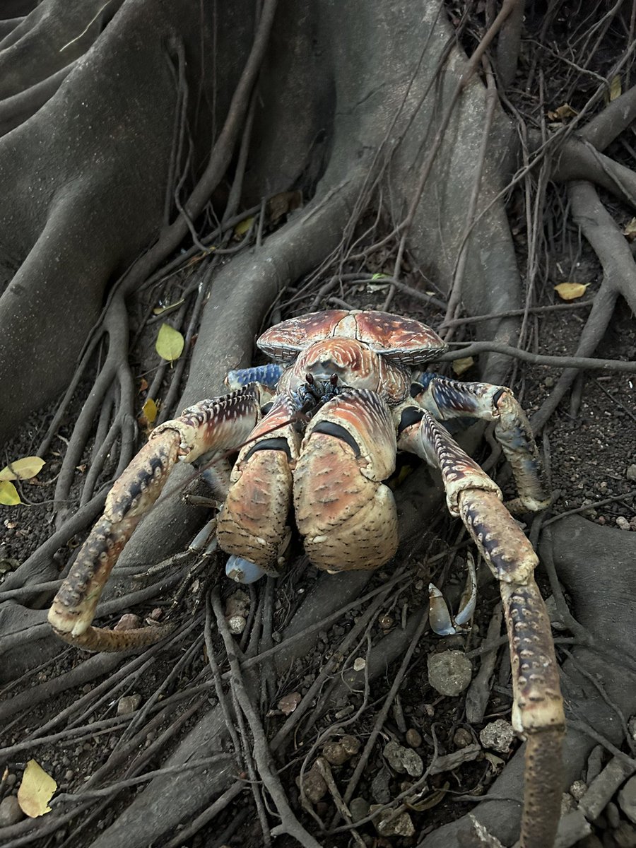 Great first day on Christmas Island - history and island orientation plus plenty of fabulous crabs 🦀🦀 @realdocspicer @PlymUni @plymouthbiol @kat_clayton1 @MBERC_PlymUni