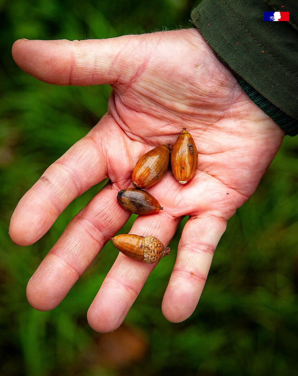 🍂En ce moment, les forestiers récoltent les graines.🌱🌳 
👉 Une action essentielle pour préparer l’avenir de nos forêts et les préserver face au défi climatique. + d’infos : loom.ly/Z6mRvqc
#graine #forêt #climat