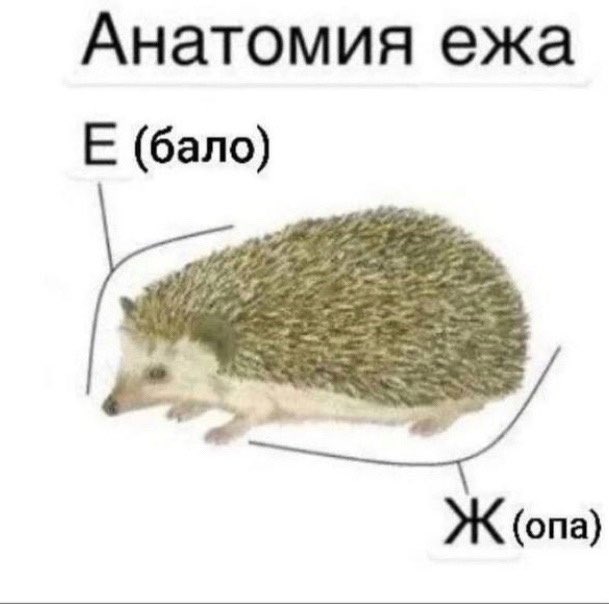 Мемы, ради которых я плачу за интернет