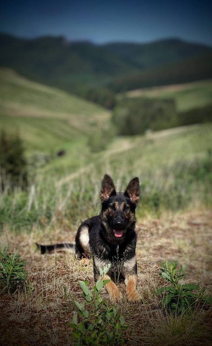 PSOSDogs's tweet image. Great result for #PDOrca &amp;amp; her chauffeur last night. After 3 suspects attempted to break into a business premises in Colinton, @PSOSEdinburgh caught 2. PD Orca searched for the 3rd &amp;amp; found him. When he ran away she gave chase and caught him. 3 in custody!

#WereHereToSupport
