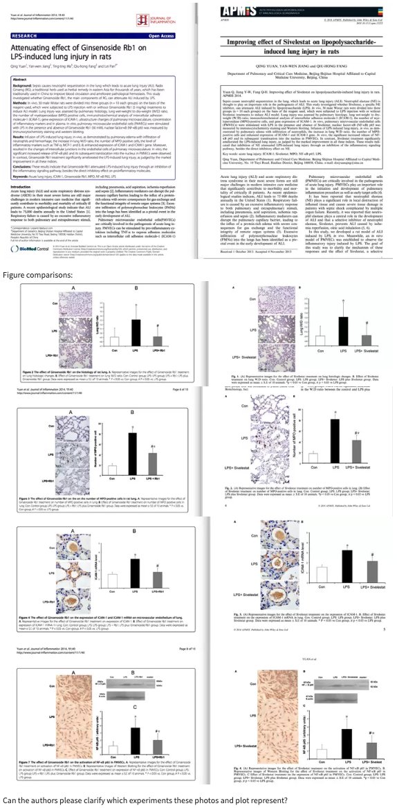 MicrobiomDigest's tweet image. #Retraction at @BioMedCentral's Journal of Inflammation for duplicate publication and image overlaps. 
Two papers testing different compounds (ginsenoside vs sivelestat), but same figures.
HT: @SmutClyde 
journal-inflammation.biomedcentral.com/articles/10.11…
pubpeer.com/publications/C…
