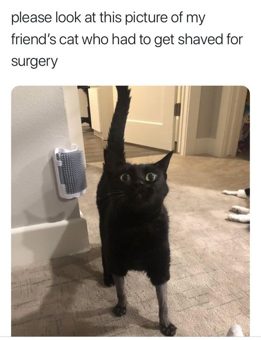 np_awesome's tweet photo. 😂😂😂 #memeanimal https://t.co/Q2WDKH3j3F