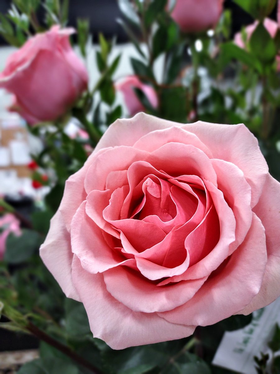 TheEmptyVaseHTX's tweet photo. These pink roses we got in are so prettyyyyyyyyy 😮🩷🌹

#pink #pinkwednesday #Flowers #flowerphotography #florist #flowershop #houstonflorist https://t.co/kQNQiJVfIo